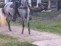 PARA LA VENTA LA MORA QUE ENAMORA  SHAKIRA DEL TRÉBOL  DANZANTE DE LA LUISA (TUPAC FC)❌ PREÁMBULO DE LA LUISA FC ( LUCERO DE PAHUANA) 6 AÑOS DE EDAD TROTE Y GALOPE. CON UNA GRAN NOBLEZA  PASTA EN TULUA VALLE SIN NINGUN PERO