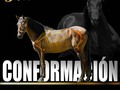 OURO en su conformación nos brinda un perfil recto con cabeza proporcionada, un cuello musculoso y flexible. Un pecho ancho y profundo ideal para su alta cadencia poder suplir sus requerimientos fisiológicos. Una linea dorsal amplia con fortaleza osea y muscular. Buenos aplomos, los cuales se encuentran alineados imprimiendo fuerza y dinámica al movimiento dándonos una mecánica excepcional. La suma de estas caracteristicas nos resuelve a OURO como un futuro reproductor. . Es momento de hacer tu mejor inversión. @criaderosan_t . 𝐈𝐍𝐅𝐎𝐑𝐌𝐄𝐒 𝙑𝙚𝙣𝙩𝙖𝙨 Sebastián Ossa M 322 619 9764 @sebastianossam 𝙋𝙚𝙙𝙞𝙙𝙤𝙨 𝙎𝙚𝙢𝙚𝙣  MVZ. Sebastián Peñuela 311 343 5076 @spenuelal89 𝓞𝓤𝓡𝓞 "La Mejor Inversión" @criaderosan_t . . #troteygalopecolombiano #trochaygalopecolombianos #caballocriollocolombiano #horses #caballo #cavalo #pasofinocolombiano #like4like #pasofinohorse #pasofino #trochapura #troteygalope #trochaygalope #fedequinas #colombia #fotografía #foto #horseshow #foto #photography  #nacionalequina2020 #horsesofinstagram #colombiaequinahumana