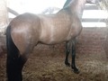 Se vende potro de Hermoso FENOTIPO hijo de My Lord de JR ❌ CACIQUE de Caramanta  . Info DM