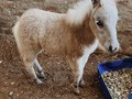 Vendo pony Machito de 4 meses de Edad pasta en el valle del Cauca.. informes DM . #ccc #caballocriollocolombiano #troteygalope #caballo #cabalgata #raspa #trochaygalope #cabalgatas #fomentoequino #pasionequina #trochapura #trochaygalope #trochapuracolombiana #pasofino #pasofinocolombiano #caballos #horsesofinstagram #horseofinstagram #horse #horses #cavalo #equinos #equino #caballosdeinstagram #gremioequino #caballo #horsemanship