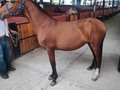 VENDO POTRO DE 20 MESES HIJO DE TENTADOR DE GRAN CHAPARRAL ❌ HERMANO SOL DE VILLA MILENA  . INGORMES DIRECT! . #ccc #caballocriollocolombiano #troteygalope #caballo #cabalgata #raspa #trochaygalope #cabalgatas #fomentoequino #pasionequina #trochapura #trochaygalope #trochapuracolombiana #pasofino #pasofinocolombiano #caballos #horsesofinstagram #horseofinstagram #horse #horses #cavalo #equinos #equino #caballosdeinstagram #gremioequino #caballo #horsemanship