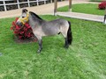 Vendo Reproductor 6 años 88 cm  . . 🚚FACILITAMOS TRANSPORTE 🚚 ✅EL PORTAL DE LOS MEJORES✅ . 📞 INFOWHATSAPP 3185400961📱 . #troteygalopecombiano #colombiano #horses #caballo #cavalo #pasofinocolombiano #virales #pasofinohorse #pasofino #trochapura #troteygalope #trachaygalope #fedequinas #colombia #competencia #horseshow #horsesofistagram #colombiaequina #caballo_criollo_colombiano #calicolombia #caballosantioquia #caballoscundinamarca #cabalgatascolombia #cabalga