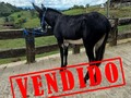 VENDIDO UNO DE LOS BURROS TENGO MAS DISPONIBLES POR SI ALGUUEN DESEA UN BUEN REPRODUCTOR EN SU CRIADERO