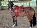 VENDO HERMOSA YEGUA HIJA DE HERMANO SOL