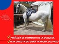 🍀GÁNATE ESTA EXTRAORDINARIA Y HERMOSA YEGUA TROCHADORA. HIJA DEL GRAN TAYRONA DEL PASO Y PREÑADA DE *TORMENTO DE LA DUQUESA*🍀 📞Todo la información y videos al☎️: 3214951681