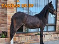 ðŸš§BAJO DE PRECIOðŸš§ HIJO VDE KAIN DE MI CAPRICHOðŸ’«ðŸŒŸ . . ðŸššFACILITAMOS TRANSPORTE ðŸšš âœ…EL PORTAL DE LOS MEJORESâœ… . ðŸ“ž INFOWHATSAPP 3185400961ðŸ“± . #troteygalopecombiano #colombiano #horses #caballo #cavalo #pasofinocolombiano #virales #pasofinohorse #pasofino #trochapura #troteygalope #trachaygalope #fedequinas #colombia #competencia #horseshow #horsesofistagram #colombiaequina #caballo_criollo_colombiano #calicolombia #caballosantioquia #caballoscundinamarca #cabalgatascolombia #cabalga