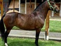 🇨🇴ODISEA🧲   7 años   DISEÑÓ DEL RINCÓN ❌ DANTE DE BETANIA(tairona) taco de yegua hermosa muy buena genética doble propósito 💰💰💰