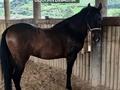 VENDO HERMOSO POTRO DE UNA GENETICA SENSACIONAL  . Y. ðŸššFACILITAMOS TRANSPORTE ðŸšš âœ…EL PORTAL DE LOS MEJORESâœ… . ðŸ“ž INFOWHATSAPP 3185400961ðŸ“± . #troteygalopecombiano #colombiano #horses #caballo #cavalo #pasofinocolombiano #virales #pasofinohorse #pasofino #trochapura #troteygalope #trachaygalope #fedequinas #colombia #competencia #horseshow #horsesofistagram #colombiaequina #caballo_criollo_colombiano #calicolombia #caballosantioquia #caballoscundinamarca #cabalgatascolombia #cabalga