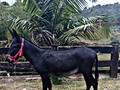 Hermoso burro reproductor muy nuevo  . disponible para la venta . . 🚚FACILITAMOS TRANSPORTE 🚚 ✅EL PORTAL DE LOS MEJORES✅ . 📞 INFOWHATSAPP 3185400961📱 . #troteygalopecombiano #colombiano #horses #caballo #cavalo #pasofinocolombiano #virales #pasofinohorse #pasofino #trochapura #troteygalope #trachaygalope #fedequinas #colombia #competencia #horseshow #horsesofistagram #colombiaequina #caballo_criollo_colombiano #calicolombia #caballosantioquia #caballoscundinamarca #cabalgatascolombia #cabalga