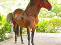 VENDO HIJO DE ELEGIDO ❌ LUCERO DE MEDIA NOCHE  . . 🚚FACILITAMOS TRANSPORTE 🚚 ✅EL PORTAL DE LOS MEJORES✅ . 📞 INFOWHATSAPP 3185400961📱 . #troteygalopecombiano #colombiano #horses #caballo #cavalo #pasofinocolombiano #virales #pasofinohorse #pasofino #trochapura #troteygalope #trachaygalope #fedequinas #colombia #competencia #horseshow #horsesofistagram #colombiaequina #caballo_criollo_colombiano #calicolombia #caballosantioquia #caballoscundinamarca #cabalgatascolombia #cabalga
