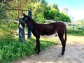 Burro de 5 años reproductor comprobado . . 🚚FACILITAMOS TRANSPORTE 🚚 ✅EL PORTAL DE LOS MEJORES✅ . 📞 INFOWHATSAPP 3185400961📱 . #troteygalopecombiano #colombiano #horses #caballo #cavalo #pasofinocolombiano #virales #pasofinohorse #pasofino #trochapura #troteygalope #trachaygalope #fedequinas #colombia #competencia #horseshow #horsesofistagram #colombiaequina #caballo_criollo_colombiano #calicolombia #caballosantioquia #caballoscundinamarca #cabalgatascolombia #cabalga