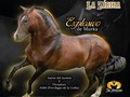 Se termina la espera, regresa la emoción de las competencias equinas en el mes de Enero de 2023!!!  *1er Festival Equino en la Pesebrera la Zarina*  Jamundi Valle   Sábado 21 de Enero 2023  Hora: 10:00 am  Los mejores ejemplares en el mejor lugar.  Ven y disfruta en familia de la deliciosa gastronomía Vallecaucana.  Te esperamos.....  Informes: 3186355305 3218021323