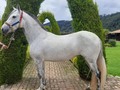 AtenciÃ³n !!! Hermosa Yegua Mora disponible a un muy buen precioðŸ’«Sin papeles para quien quiera una Hermosa Yegua Mora para Disfrute . . ðŸššFACILITAMOS TRANSPORTE ðŸšš âœ…EL PORTAL DE LOS MEJORESâœ… . ðŸ“ž INFOWHATSAPP 3185400961ðŸ“± . #troteygalopecombiano #colombiano #horses #caballo #cavalo #pasofinocolombiano #virales #pasofinohorse #pasofino #trochapura #troteygalope #trachaygalope #fedequinas #colombia #competencia #horseshow #horsesofistagram #colombiaequina #caballo_criollo_colombiano #calicolombia #caballosantioquia #caballoscundinamarca #cabalgatascolombia #cabalga