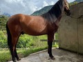 18 meses hijo de PRODIGIOSO DEL CASTELL ❌ CONSUL DE GRAN DINASTIA ❌ FARAON DE GRAN DINASTÍA . 🌟VENDO