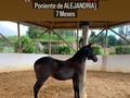 Disponible hembrita hija de Quitasueño de la soja ❌Sol Poniente  . . 🚚FACILITAMOS TRANSPORTE 🚚 ✅EL PORTAL DE LOS MEJORES✅ . 📞 INFOWHATSAPP 3185400961📱 . #troteygalopecombiano #colombiano #horses #caballo #cavalo #pasofinocolombiano #virales #pasofinohorse #pasofino #trochapura #troteygalope #trachaygalope #fedequinas #colombia #competencia #horseshow #horsesofistagram #colombiaequina #caballo_criollo_colombiano #calicolombia #caballosantioquia #caballoscundinamarca #cabalgatascolombia #cabalga