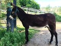 hermoso Burro yegüero de 5 años de edad 1.24 de alzada . . 🚚FACILITAMOS TRANSPORTE 🚚 ✅EL PORTAL DE LOS MEJORES✅ . 📞 INFOWHATSAPP 3185400961📱 . #troteygalopecombiano #colombiano #horses #caballo #cavalo #pasofinocolombiano #virales #pasofinohorse #pasofino #trochapura #troteygalope #trachaygalope #fedequinas #colombia #competencia #horseshow #horsesofistagram #colombiaequina #caballo_criollo_colombiano #calicolombia #caballosantioquia #caballoscundinamarca #cabalgatascolombia #cabalga