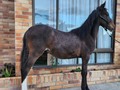 HIJO DE KAIN DE MI CAPRICHO DISPONIBLE . INFORMES 3185400961 . #troteygalopecombiano #colombiano #horses #caballo #cavalo #pasofinocolombiano #virales #pasofinohorse #pasofino #trochapura #troteygalope #trachaygalope #fedequinas #colombia #competencia #horseshow #horsesofistagram #colombiaequina #caballo_criollo_colombiano #calicolombia #caballosantioquia #caballoscundinamarca #cabalgatascolombia #cabalga