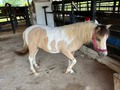 Hermosa Pony Pinta de 5 años de edad, recomendada para niños, noble y muy mansita . . INFORMES 3185400961 .  #troteygalopecombiano #colombiano #horses #caballo #cavalo #pasofinocolombiano #virales #pasofinohorse #pasofino #trochapura #troteygalope #trachaygalope #fedequinas #colombia #competencia #horseshow #horsesofistagram #colombiaequina #caballo_criollo_colombiano #calicolombia #caballosantioquia #caballoscundinamarca #cabalgatascolombia #cabalga