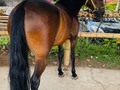 VENDO YEGUA DE NOMBRE ALTA GRACIA HIJA DE MANTO SAGRADO 5 AÑOS DE EDAD . . 🚚FACILITAMOS TRANSPORTE 🚚 ✅EL PORTAL DE LOS MEJORES✅ . 📞 INFOWHATSAPP 3185400961📱 . #troteygalopecombiano #colombiano #horses #caballo #cavalo #pasofinocolombiano #virales #pasofinohorse #pasofino #trochapura #troteygalope #trachaygalope #fedequinas #colombia #competencia #horseshow #horsesofistagram #colombiaequina #caballo_criollo_colombiano #calicolombia #caballosantioquia #caballoscundinamarca #cabalgatascolombia #cabalga
