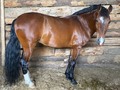 El caballo tiene 9 años  Nieto de cónsul de la gran dinastía  Trochador galopero  Caballo muy noble  Tiene motor que no se le apaga nunca eso se lo garantizo  sin resabios de nada  Registro y traspaso de una  Esta cojudo  Pasta en Popayán Cauca . informes  +57 321 7375834‬ Whatsapp  3233044814 llamadas