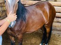 SE VENDE Yegua Razuda Con Excelente Precio  Hija De Prodigio M Rosa ❌ Tormenta  Tiene 10 años de edad  Registro y traspaso  Sin Resabios De Nada  Garantías que gusten  Tiene 1.53 de alzada Pasta En Popayán Cauca  ‪+57 321 7375834‬ Whatsapp  3233044814 Llamadas