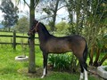 POTRO HIJO DE AARON FC ❌ DESEO DE MARABELES  . 7 MESES DE EDAD . . 🚚FACILITAMOS TRANSPORTE 🚚 ✅EL PORTAL DE LOS MEJORES✅ . 📞 INFOWHATSAPP 3185400961📱 . #troteygalopecombiano #colombiano #horses #caballo #cavalo #pasofinocolombiano #virales #pasofinohorse #pasofino #trochapura #troteygalope #trachaygalope #fedequinas #colombia #competencia #horseshow #horsesofistagram #colombiaequina #caballo_criollo_colombiano #calicolombia #caballosantioquia #caballoscundinamarca #cabalgatascolombia #cabalga