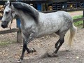 VENDO CAPON MORO HIJO DE ONIX FC  5 AÑOS DE EDAD, REPORTE DE MONTA  . . 🚚FACILITAMOS TRANSPORTE 🚚 ✅EL PORTAL DE LOS MEJORES✅ . 📞 INFOWHATSAPP 3185400961📱 . #troteygalopecombiano #colombiano #horses #caballo #cavalo #pasofinocolombiano #virales #pasofinohorse #pasofino #trochapura #troteygalope #trachaygalope #fedequinas #colombia #competencia #horseshow #horsesofistagram #colombiaequina #caballo_criollo_colombiano #calicolombia #caballosantioquia #caballoscundinamarca #cabalgatascolombia #cabalga