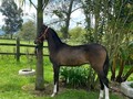 POTRO HIJO DE AARON FC ❌ DESEO DE MARABELES  . 7 MESES DE EDAD . . 🚚FACILITAMOS TRANSPORTE 🚚 ✅EL PORTAL DE LOS MEJORES✅ . 📞 INFOWHATSAPP 3185400961📱 . #troteygalopecombiano #colombiano #horses #caballo #cavalo #pasofinocolombiano #virales #pasofinohorse #pasofino #trochapura #troteygalope #trachaygalope #fedequinas #colombia #competencia #horseshow #horsesofistagram #colombiaequina #caballo_criollo_colombiano #calicolombia #caballosantioquia #caballoscundinamarca #cabalgatascolombia #cabalga