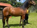 HIJO DE PRODIGIOSO DEL CASTELL ❌ CONSUL DE GRAN DINASTIA ❌ FARAON DE GRAN DINASTIA 18 MESES DE EDAD . . 🚚FACILITAMOS TRANSPORTE 🚚 ✅EL PORTAL DE LOS MEJORES✅ . 📞 INFOWHATSAPP 3185400961📱 . #troteygalopecombiano #colombiano #horses #caballo #cavalo #pasofinocolombiano #virales #pasofinohorse #pasofino #trochapura #troteygalope #trachaygalope #fedequinas #colombia #competencia #horseshow #horsesofistagram #colombiaequina #caballo_criollo_colombiano #calicolombia #caballosantioquia #caballoscundinamarca #cabalgatascolombia #cabalga