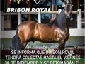 Atención!!! @bribon_royal  @criadero_laherradura