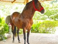 EL GRAN MARTIN ELIAS (ELEGIDO DE LA VIRGINIA ❌ LUCERO DE MEDIA NOCHE) . 5 AÑOS . . 🚚FACILITAMOS TRANSPORTE 🚚 ✅EL PORTAL DE LOS MEJORES✅ . 📞 INFOWHATSAPP 3185400961📱 . #troteygalopecombiano #colombiano #horses #caballo #cavalo #pasofinocolombiano #virales #pasofinohorse #pasofino #trochapura #troteygalope #trachaygalope #fedequinas #colombia #competencia #horseshow #horsesofistagram #colombiaequina #caballo_criollo_colombiano #calicolombia #caballosantioquia #caballoscundinamarca #cabalgatascolombia #cabalga