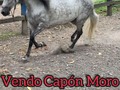 El más Lindo de todos  . MORO CAPON HIJO DE ONIX FC  . . 🚚FACILITAMOS TRANSPORTE 🚚 ✅EL PORTAL DE LOS MEJORES✅ . 📞 INFOWHATSAPP 3185400961📱 . #troteygalopecombiano #colombiano #horses #caballo #cavalo #pasofinocolombiano #virales #pasofinohorse #pasofino #trochapura #troteygalope #trachaygalope #fedequinas #colombia #competencia #horseshow #horsesofistagram #colombiaequina #caballo_criollo_colombiano #calicolombia #caballosantioquia #caballoscundinamarca #cabalgatascolombia #cabalga