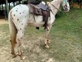 VENDO CAPON APPALOOSA LO DOY CON BUEN PRECIO HOY PARA EL REGALITO DE FIN DE AÑO  . . 🚚FACILITAMOS TRANSPORTE 🚚 ✅EL PORTAL DE LOS MEJORES✅ . 📞 INFOWHATSAPP 3185400961📱 . #troteygalopecombiano #colombiano #horses #caballo #cavalo #pasofinocolombiano #virales #pasofinohorse #pasofino #trochapura #troteygalope #trachaygalope #fedequinas #colombia #competencia #horseshow #horsesofistagram #colombiaequina #caballo_criollo_colombiano #calicolombia #caballosantioquia #caballoscundinamarca #cabalgatascolombia #cabalga
