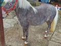 VENDO HERMOSA PONY 86 CM DE ALZADA 38 MESES DE EDAD . . 🚚FACILITAMOS TRANSPORTE 🚚 ✅EL PORTAL DE LOS MEJORES✅ . 📞 INFOWHATSAPP 3185400961📱 . #troteygalopecombiano #colombiano #horses #caballo #cavalo #pasofinocolombiano #virales #pasofinohorse #pasofino #trochapura #troteygalope #trachaygalope #fedequinas #colombia #competencia #horseshow #horsesofistagram #colombiaequina #caballo_criollo_colombiano #calicolombia #caballosantioquia #caballoscundinamarca #cabalgatascolombia #cabalga