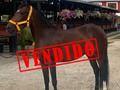 Vendida