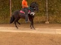 Oido señores  caballo reproductor hijo de ELEGIDO DE LA VIRGINIA ❌ BARRABAS DE BELLA VILLA . 11 AÑOS EXTRAORDINARIO . . 🚚FACILITAMOS TRANSPORTE 🚚 ✅EL PORTAL DE LOS MEJORES✅ . 📞 INFOWHATSAPP 3185400961📱 . #troteygalopecombiano #colombiano #horses #caballo #cavalo #pasofinocolombiano #virales #pasofinohorse #pasofino #trochapura #troteygalope #trachaygalope #fedequinas #colombia #competencia #horseshow #horsesofistagram #colombiaequina #caballo_criollo_colombiano #calicolombia #caballosantioquia #caballoscundinamarca #cabalgatascolombia #cabalga