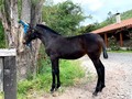 Ojo como esta no vuelve a salir, y de gran oportunidad que pueda adquirirla. Potranca de 6 meses con Excelente alzada y exquisitos Movimientos. . hija de QuitasueÃ±o de la Soja . . ðŸššFACILITAMOS TRANSPORTE ðŸšš âœ…EL PORTAL DE LOS MEJORESâœ… . ðŸ“ž INFOWHATSAPP 3185400961ðŸ“± . #troteygalopecombiano #colombiano #horses #caballo #cavalo #pasofinocolombiano #virales #pasofinohorse #pasofino #trochapura #troteygalope #trachaygalope #fedequinas #colombia #competencia #horseshow #horsesofistagram #colombiaequina #caballo_criollo_colombiano #calicolombia #caballosantioquia #caballoscundinamarca #cabalgatascolombia #cabalga