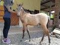 #Repost @portalequino  —— En venta Potro 4.5 meses de excelente alzada y movimientos. Precio 6 millones. Jubilo (Bucefalo VC) x Elegido x Fantástico FC. Se encuentra cerca a Medellín. Se revisan permutas a Potranca. Informes al 301 336 5538.