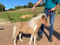 Vendo pony hembra hermosa y dosil tiene un año alzada 62cm inf 3208549912