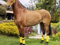 VENDO POTRANCA HIJA DE TRIBUTO DE POTRILLOS ❌ DISCIPULO DE LA LUISA FC . . 🚚FACILITAMOS TRANSPORTE 🚚 ✅EL PORTAL DE LOS MEJORES✅ . 📞 INFOWHATSAPP 3185400961📱 . #troteygalopecombiano #colombiano #horses #caballo #cavalo #pasofinocolombiano #virales #pasofinohorse #pasofino #trochapura #troteygalope #trachaygalope #fedequinas #colombia #competencia #horseshow #horsesofistagram #colombiaequina #caballo_criollo_colombiano #calicolombia #caballosantioquia #caballoscundinamarca #cabalgatascolombia #cabalga