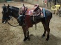 VENDO SEMI PONY SUPER ECONOMICO Y SUPER MANSO  . *Pautas Portal Equino* La Pauta con nosotros tiene un módico costo de $250 mil pesos. Consta de : - Publicidad de Lunes A Sábado durante un Mes  - No pago de Comision - No intermediarios (usted negocea directamente con el comprador)  - Excelente Publicidad en Instagram ( 120 mil seguidores)  ⚠️SOMOS LOS LÍDERES EN VENTA DE EQUINOS A NIVEL NACIONAL⚠️