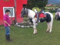 Caballo Entero de 5 años GYPSY ❌ PINTO AMERICANO  manso noble . . 🚚FACILITAMOS TRANSPORTE 🚚 ✅EL PORTAL DE LOS MEJORES✅ . 📞 INFOWHATSAPP 3185400961📱 . #troteygalopecombiano #colombiano #horses #caballo #cavalo #pasofinocolombiano #virales #pasofinohorse #pasofino #trochapura #troteygalope #trachaygalope #fedequinas #colombia #competencia #horseshow #horsesofistagram #colombiaequina #caballo_criollo_colombiano #calicolombia #caballosantioquia #caballoscundinamarca #cabalgatascolombia #cabalga