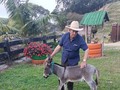 El Minidonkey que muchos me pidieron lo tengo hoy disponible 78 cm de alzada  . Nuevo . . 🚚FACILITAMOS TRANSPORTE 🚚 ✅EL PORTAL DE LOS MEJORES✅ . 📞 INFOWHATSAPP 3185400961📱 . #troteygalopecombiano #colombiano #horses #caballo #cavalo #pasofinocolombiano #virales #pasofinohorse #pasofino #trochapura #troteygalope #trachaygalope #fedequinas #colombia #competencia #horseshow #horsesofistagram #colombiaequina #caballo_criollo_colombiano #calicolombia #caballosantioquia #caballoscundinamarca #cabalgatascolombia #cabalga