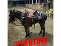 VENDIDO SEMI PONY