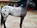 🇨🇴APPALOOSA 🧲 4.5 años la más hermosa 1’46 de lacada padre con registro americano 💰💰💰 . . 🚚FACILITAMOS TRANSPORTE 🚚 ✅EL PORTAL DE LOS MEJORES✅ . 📞 INFOWHATSAPP 3185400961📱 . #troteygalopecombiano #colombiano #horses #caballo #cavalo #pasofinocolombiano #virales #pasofinohorse #pasofino #trochapura #troteygalope #trachaygalope #fedequinas #colombia #competencia #horseshow #horsesofistagram #colombiaequina #caballo_criollo_colombiano #calicolombia #caballosantioquia #caballoscundinamarca #cabalgatascolombia #cabalga