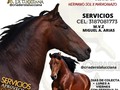 Quieres invertir en el futuro? proyectas mejorar Genéticamente tu pie de cría? QUEREMOS AYUDARTE A LOGRARLO  y CONAN DEL JAZMIN nuestro campeón reproductor, esta disponible para ayudarte a alcanzar tu meta. .@criaderolalucciana . .Aprovecha antes de cambio de valor este precio aun esta vigente pero pronto cambiara, $ 1.000.000 una excelente opción para servir tus yeguas. INFORMACION @mvzmiguelarias cel: 3187081773 Profesional a cargo!!! . ‼️GENEALOGÍA ✅ ▶️FANÁTICO (Hermano sol) ❌ SUCESORA (Maracanazo) ✅✅✅ 🔺Raza de Campeones 🔺 Marcando siempre la diferencia por su calidad, respaldo genético y manejo, noble caballo, de lindo Fenotipo, muy Claro en la marcación de la trocha colombiana, sonoro y compensado, de una velocidad espectacular, elasticidad y armonioso, y ya demostrando con hechos su poder de transmisión 💯 GARANTIZADO REPRODUCTOR‼️ ✅ Servicios Disponibles con el MVZ @mvzmiguelarias 📱CEL. 318 7081773📱 . . ‼️@criaderolalucciana Armenia Quindío 🇨🇴 ▶️Síguenos @criaderolalucciana casa Y cuna de campeones 🏆🐴🇨🇴 . . .▶️ YouTube 🔔 suscríbete a nuestro CANAL 🐴  . . @mvzmiguelarias @criaderoeljazmin @equinofertas @victormpg2013 @asocaba_org @crinespereira @asdesilla @asdeoccidente.oficial @criaderolafantasia @cabalga @cabaquinarmenia @criaderolacarolina0017 @criadero_eljazmin @fedequinas.oficial @raspa_y_abeber121 @caballo_criollo_colombiano2022 @mipasion_ccc publiequinos @oscargomezcaballos @colombia_equinos @caballistas_deverdad @elcaballocriollocolombiano @pasion.equina_ccc @pesebrera_lagranada8 @wilsonclavel @cristiangil_bjj @aguardientecristalusa @caballoscolombianos #lalucciana #criaderolalucciana #conantrocha #aarondeljazmin #caballo #caballocriollocolombiano #cabalgata #amazonasdeColombia #caballistasdecorazon #potros #potroscolombia #familialalucciana #armenia #fondas #pesebreras #usa #raspa #españa🇪🇸 #ccc #quindio #criaderos #equino #videosequinos #viral #trochapura #troteygalope #pasofino #potrancas #troteygalope #chalanes