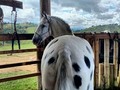 Para los que le gusta Lo Exótico!!!? . . 🚚FACILITAMOS TRANSPORTE 🚚 ✅EL PORTAL DE LOS MEJORES✅ . 📞 INFOWHATSAPP 3185400961📱 . #troteygalopecombiano #colombiano #horses #caballo #cavalo #pasofinocolombiano #virales #pasofinohorse #pasofino #trochapura #troteygalope #trachaygalope #fedequinas #colombia #competencia #horseshow #horsesofistagram #colombiaequina #caballo_criollo_colombiano #calicolombia #caballosantioquia #caballoscundinamarca #cabalgatascolombia #cabalga