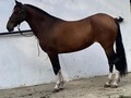 VENDO YEGUA HIJA DE AMULETA DE MARRUECOS ❌ ARTISTA DE MARRUECOS . Papeles al día, 1,43 de alzada y 9 años de edad. Pasta en Ibagué Tolima . INFORMES 3125565485