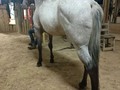 HERMOSA YEGUA APPALOSA PURA PARA LA VENTA.. LA MAS HERMOSA DE TODAS CON UNA EXCELENTE CONFORMACION . . 🚚FACILITAMOS TRANSPORTE 🚚 ✅EL PORTAL DE LOS MEJORES✅ . 📞 INFOWHATSAPP 3185400961📱 . #troteygalopecombiano #colombiano #horses #caballo #cavalo #pasofinocolombiano #virales #pasofinohorse #pasofino #trochapura #troteygalope #trachaygalope #fedequinas #colombia #competencia #horseshow #horsesofistagram #colombiaequina #caballo_criollo_colombiano #calicolombia #caballosantioquia #caballoscundinamarca #cabalgatascolombia #cabalga