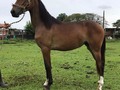 VENDO HERMOSA POTRANCA DE 14 MESES DE EDAD HIJA DEL REPRODUCTOR DE MODA EN TROTE Y GALOPE (BENDECIDO DE LA CAPRICHOSA ❌ ZEUS DE ALEJANDRIA). . INFORMES 3122888222 . #troteygalopecombiano #colombiano #horses #caballo #cavalo #pasofinocolombiano #virales #pasofinohorse #pasofino #trochapura #troteygalope #trachaygalope #fedequinas #colombia #competencia #horseshow #horsesofistagram #colombiaequina #caballo_criollo_colombiano #calicolombia #caballosantioquia #caballoscundinamarca #cabalgatascolombia #cabalga
